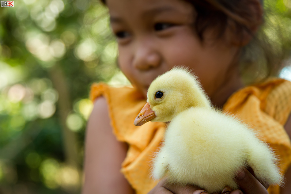 Yellow Little Duckling