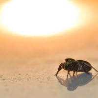8-eyes Jumping Spider Early Morning Sunbath