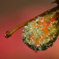 Army of Green Insects