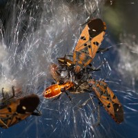 Insects in Conference