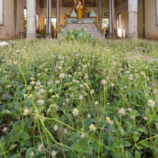 Flowers for Buddha
