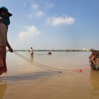 Local Carriage Men Washing Their Horses in Mekong River