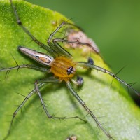 Lynx Spider