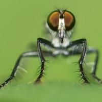 The Criminal - Robber Fly